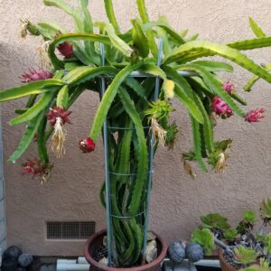 Dragon Fruit Plant