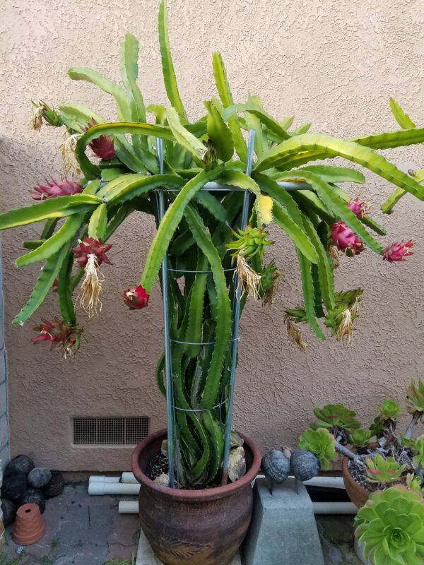 Dragon Fruit Plant