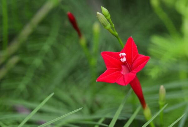 cyprus vine