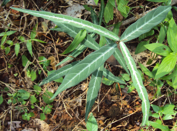 Nannari plant (Hemidesmus indicus)