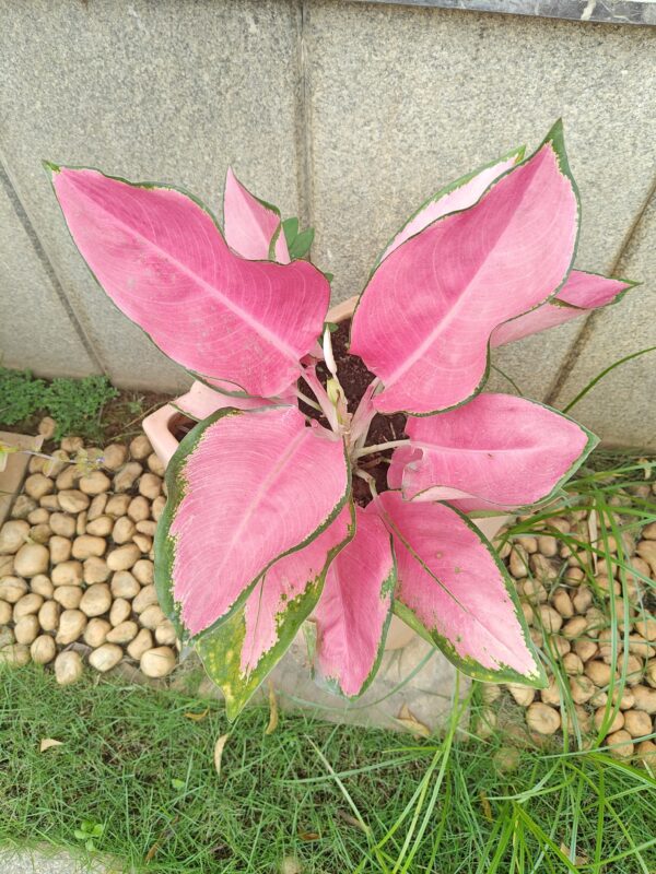 Pink Anglonama - Low light loving plant