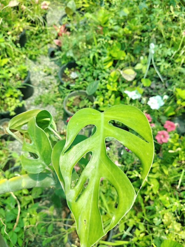 Rhaphidophora tetrasperma - aka - Mini monstera