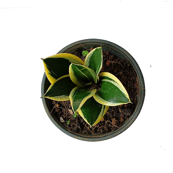 Sansevieria Trifasciata Golden Hahnii/Dwarf Golden Snake Plant