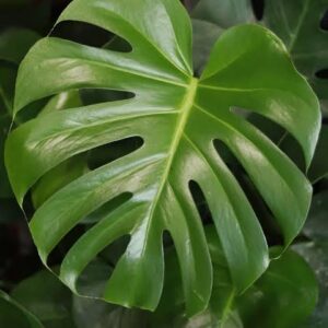 Monstera deliciosa - Big plant in 8 Inch pot