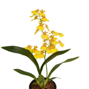 Dancing-lady Orchid - oncidium yellow orchid