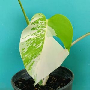 Monstera Albo Variegata
