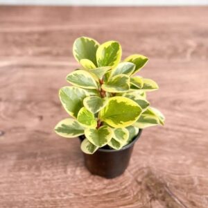 Peperomia obtusifolia – Baby rubber plant.