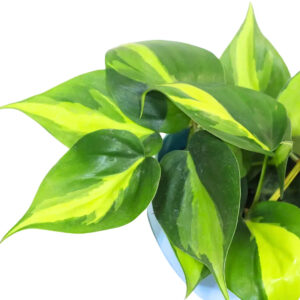 Buy Philodendron Brasil Plant Online – Colorful, Easy-Care Indoor Plant