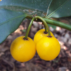 Baraba fruit plant