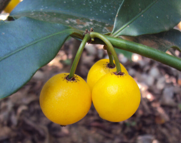 Baraba fruit plant