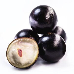 Jabuticaba fruit tree saplings