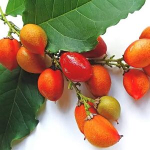 Peanut butter fruit plant