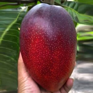 Miyazaki Japanese mangoe fruit plant - Grafted
