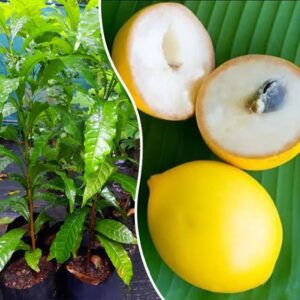 Abiu fruit plant - Exotic fruit
