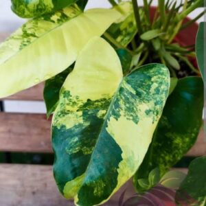 Philodendron burle marx variegated