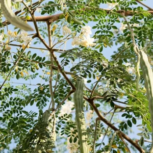 Moringa (Murungai) Live Plant – Organic Drumstick Tree for Terrace Gardening