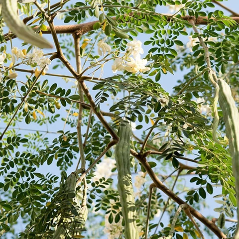 Moringa (Murungai) Live Plant – Organic Drumstick Tree for Terrace Gardening