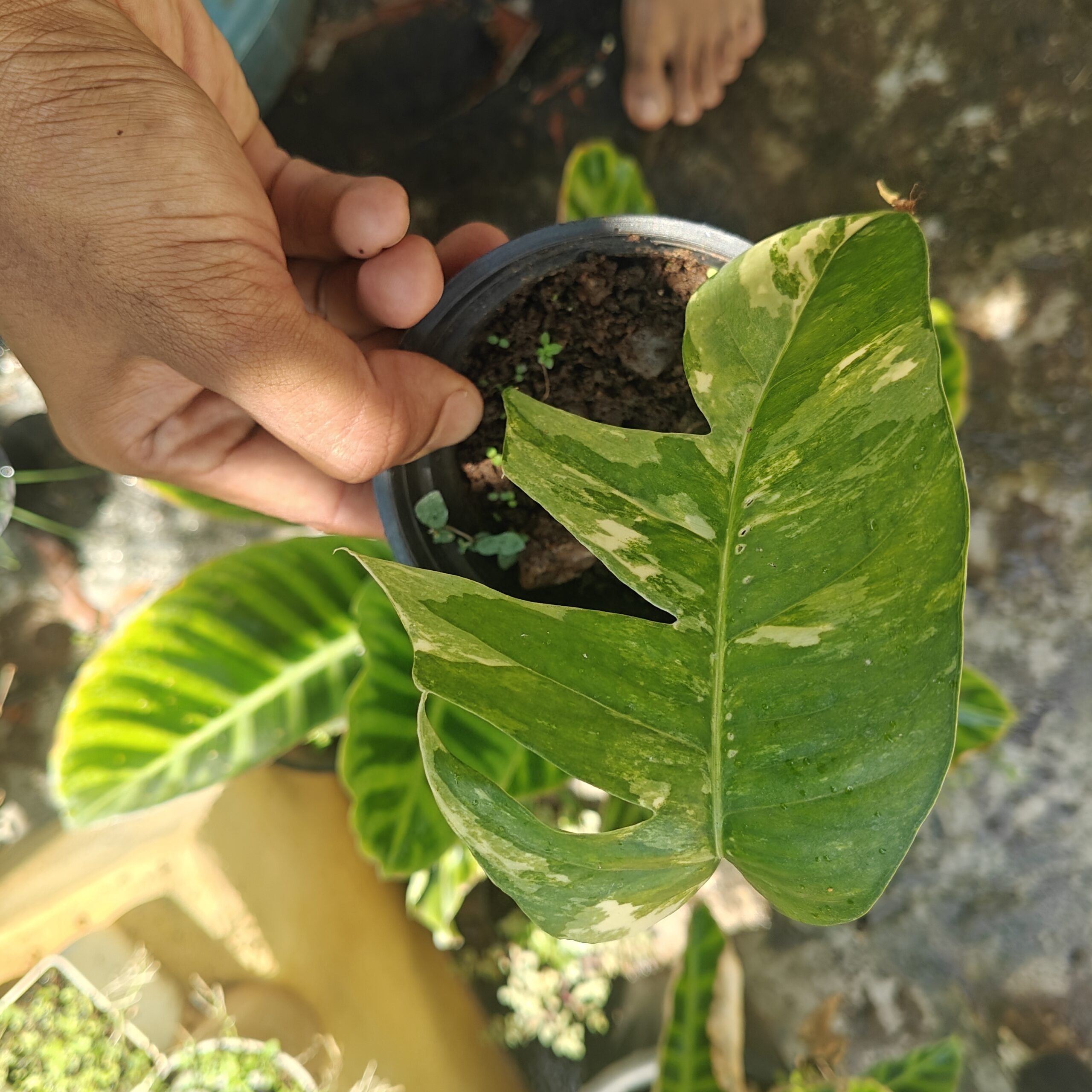 Epipremnum Pinnatum albo plant