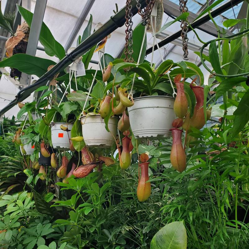 Pitcher plant - carnivorous plant.